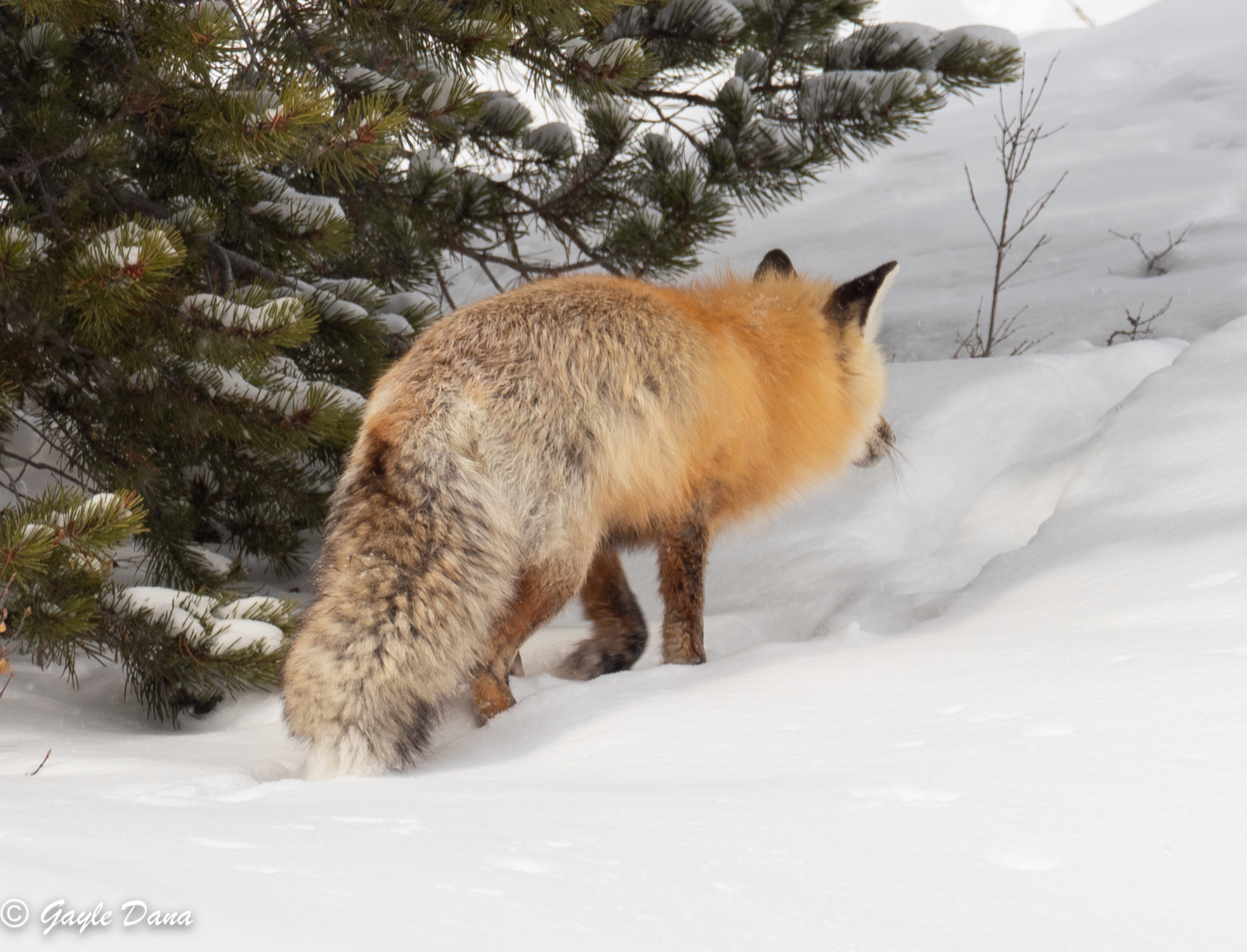 Fox 4